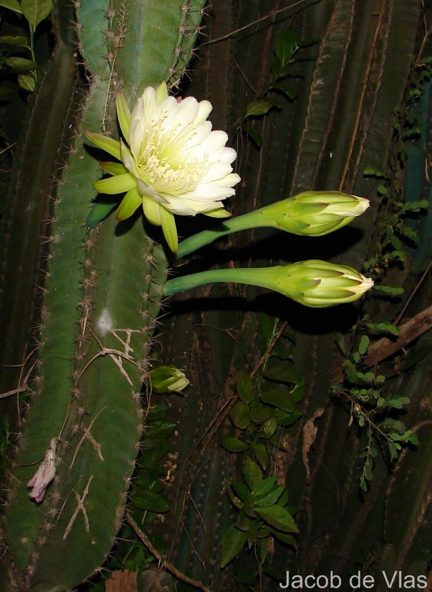 Cereus repandus (L.) Mill.